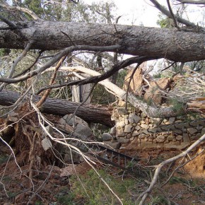 Ciutadans proposa un pla conjunt amb els propietaris per reforestar el bosc de Can Deu