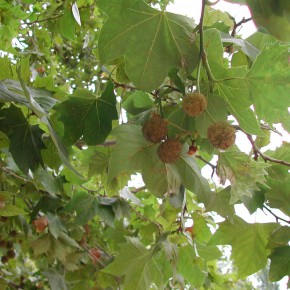 Ciutadans (C's) sol·licita que no es plantin a Sabadell espècies d'arbres que puguin provocar al·lèrgies