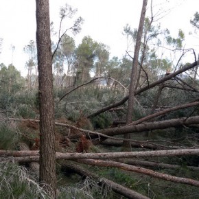 Ciutadans (C's) Sabadell exige al cuatripartito "que se implique para reforestar el Bosc de Can Deu"