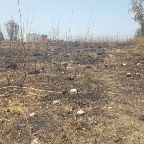 Ciudadanos (Cs) Sabadell lamenta que la falta de mantenimiento haya avivado un incendio en el Parc de les Aigues